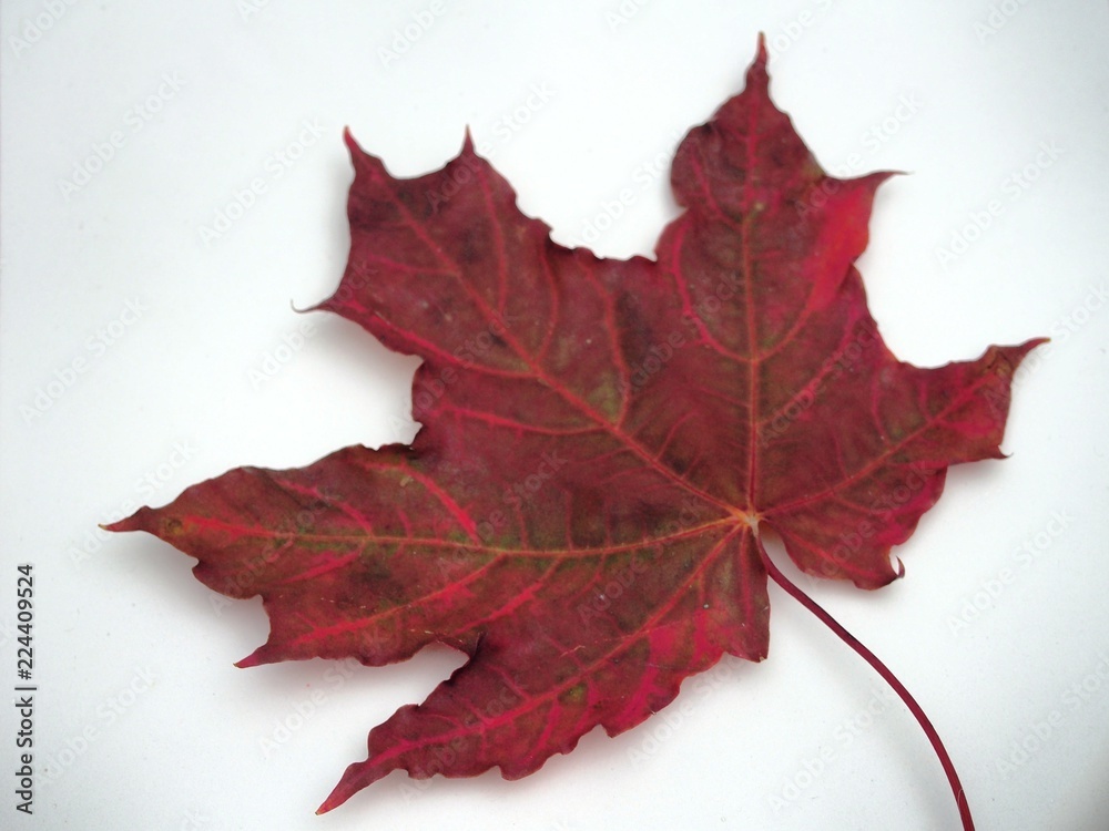 Brown fallen autumn maple leaf on white background. Defoliation.