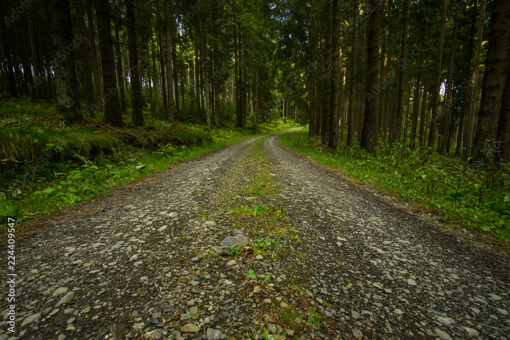 Fototapeta premium Ein kleiner Blick durch den Wald