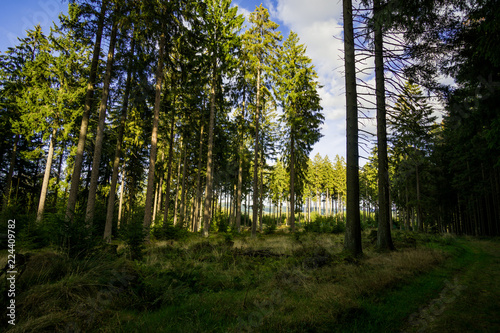 Fototapeta Naklejka Na Ścianę i Meble -  Ein kleiner Blick durch den Wald