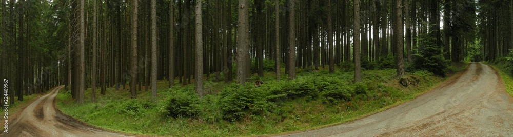 Fototapeta premium Bend on forest asphalt road in spruce tree forest