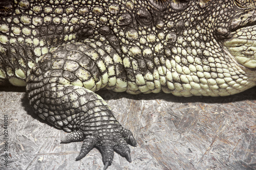 Crocodile close-up. Aligator
