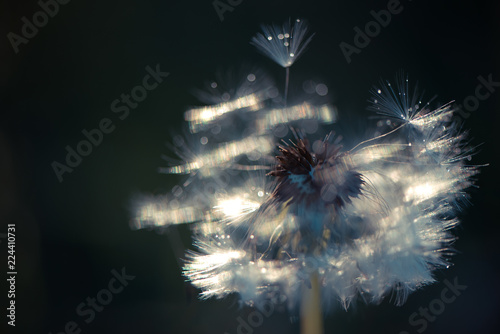 Fototapeta Naklejka Na Ścianę i Meble -  White fluffy dandelions, natural green blurred spring background, selective focus.