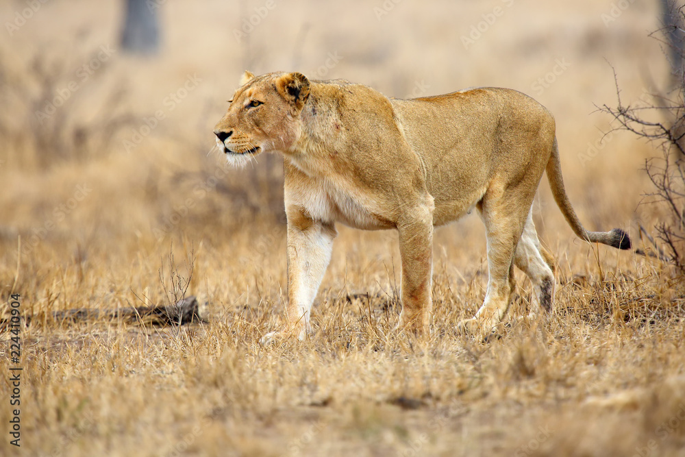 The Southern lion (Panthera leo melanochaita) also as the East-Southern African lion or Eastern-Southern African lion or Panthera leo kruegeri. The adult lioness is creeping to the prey. The Southern lion (Panthera leo melanochaita) also as the East-Southern African lion or Eastern-Southern African lion or Panthera leo kruegeri. The adult lioness is creeping to the prey.