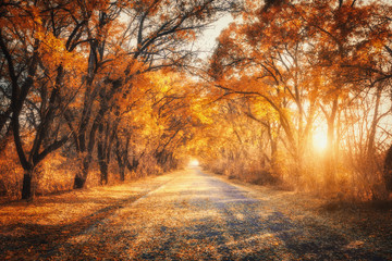 Autumn forest with country road at sunset. Colorful landscape with trees, rural road, orange and red leaves, sun in fall. Travel. Autumn background. Amazing forest with vibrant foliage in the evening