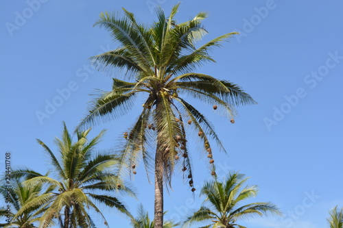 palme © fotografia27