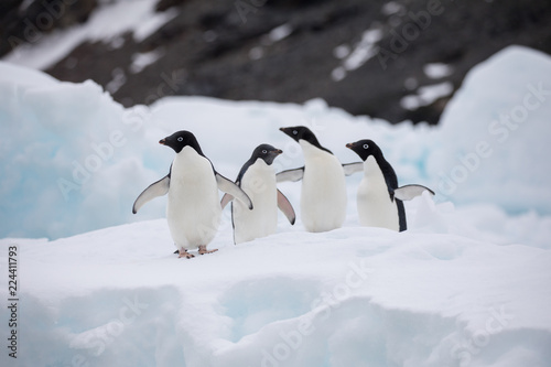 Konstfotografi penguin in the arctic