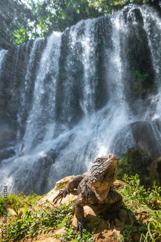 Obraz premium Iguana in the forest beside a water fall. Scientific name: Cyclura nubila, Cuban rock iguana , also known as the Cuban ground iguana. Waterfall in a lush rainforest. Cuba.