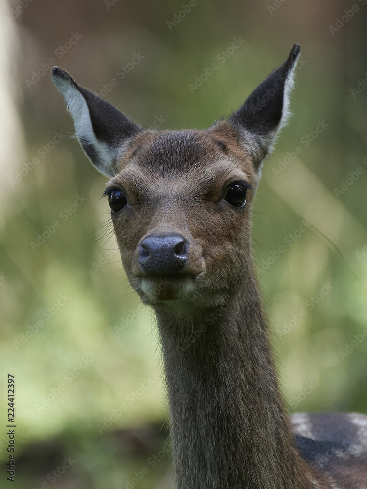 Sika deer (Cervus nippon) Sika deer (Cervus nippon)