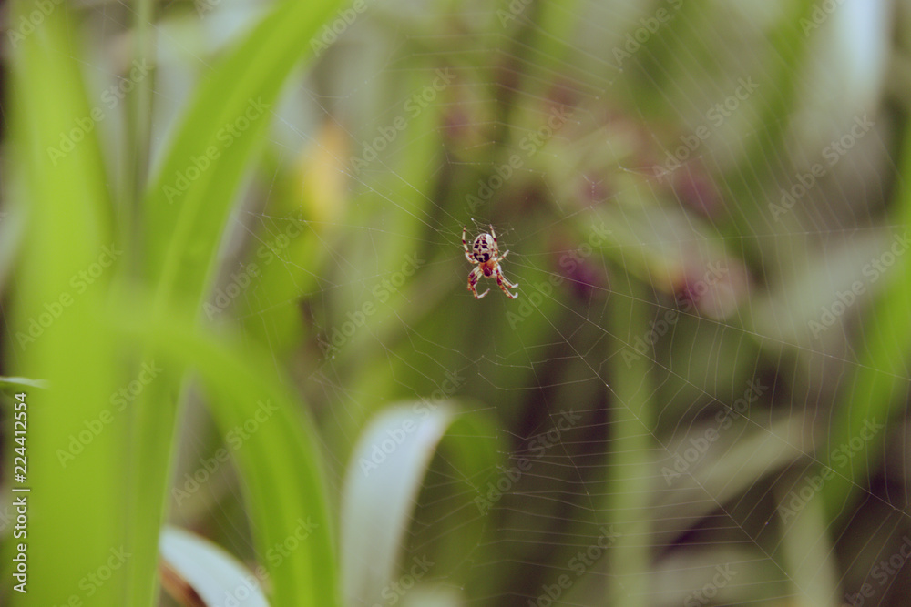 Spider on a web close-up against a nature background. Spider on a web close-up against a nature background.