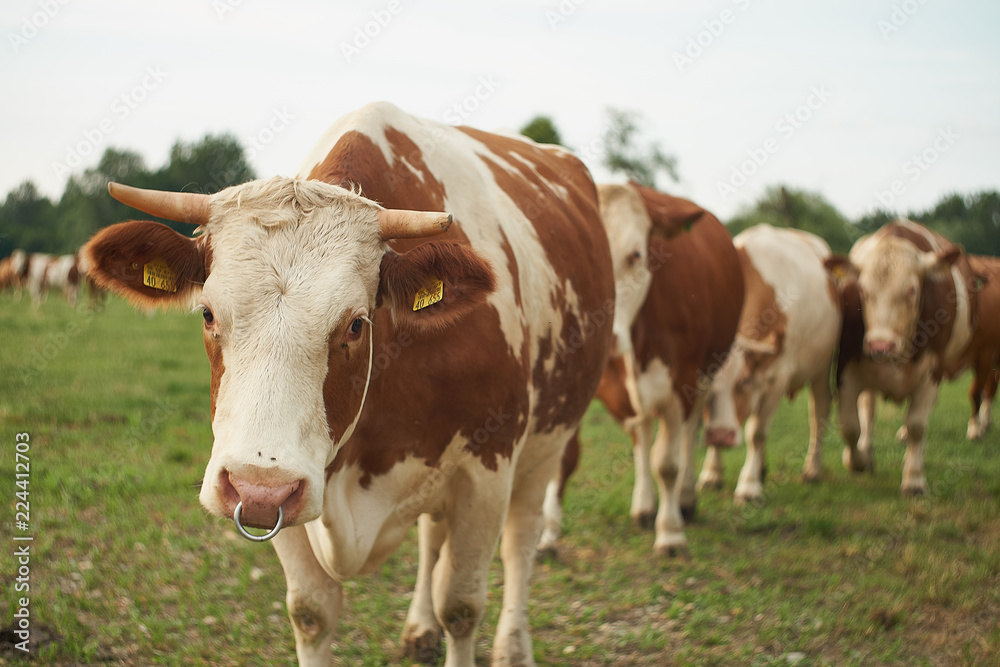 Herd of cows on a lush green pasture meadow summer in bavaria