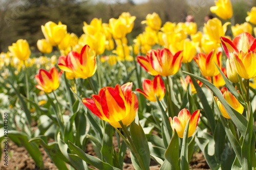 Olympic Flame Tulips