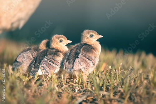 Cute baby peacocks standing in line