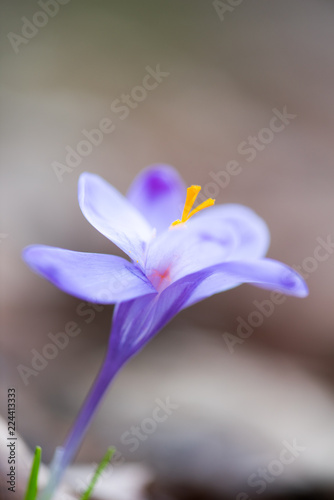 Crocus