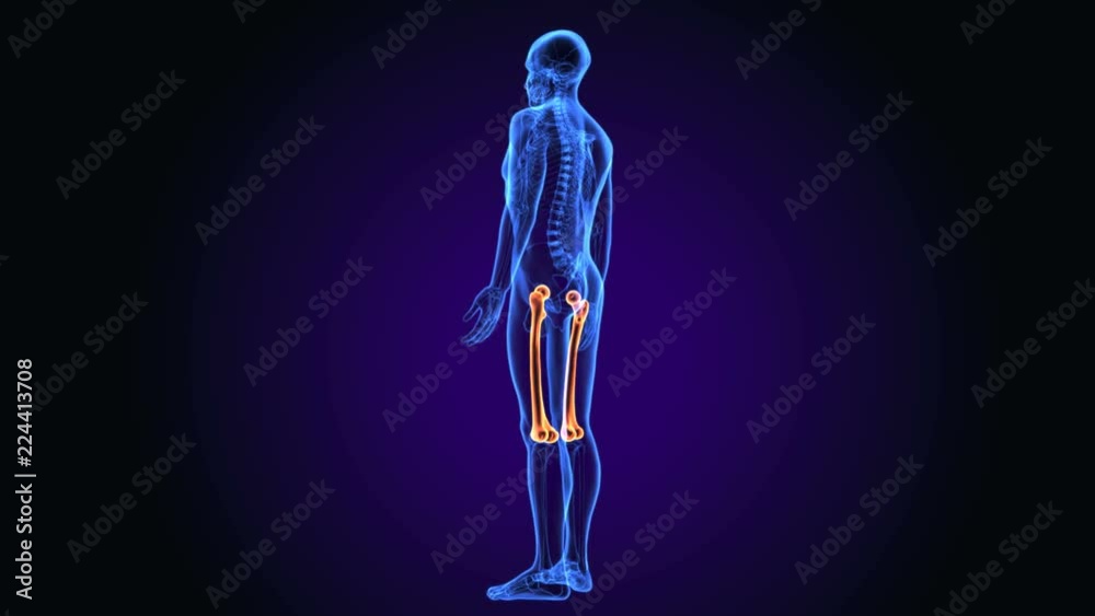 3D illustration of Femur - Part of Human Skeleton.
3D illustration of Femur - Part of Human Skeleton.