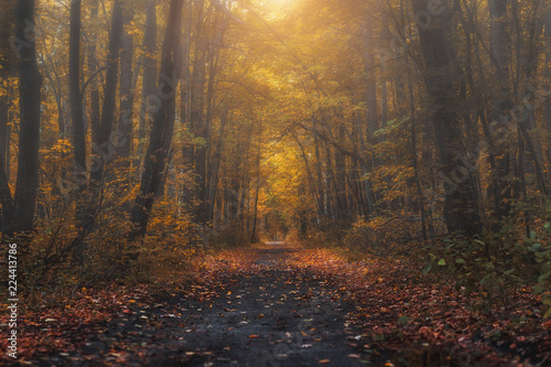 Mysterious forest at the evening after rain. Picturesque autumn landscape.