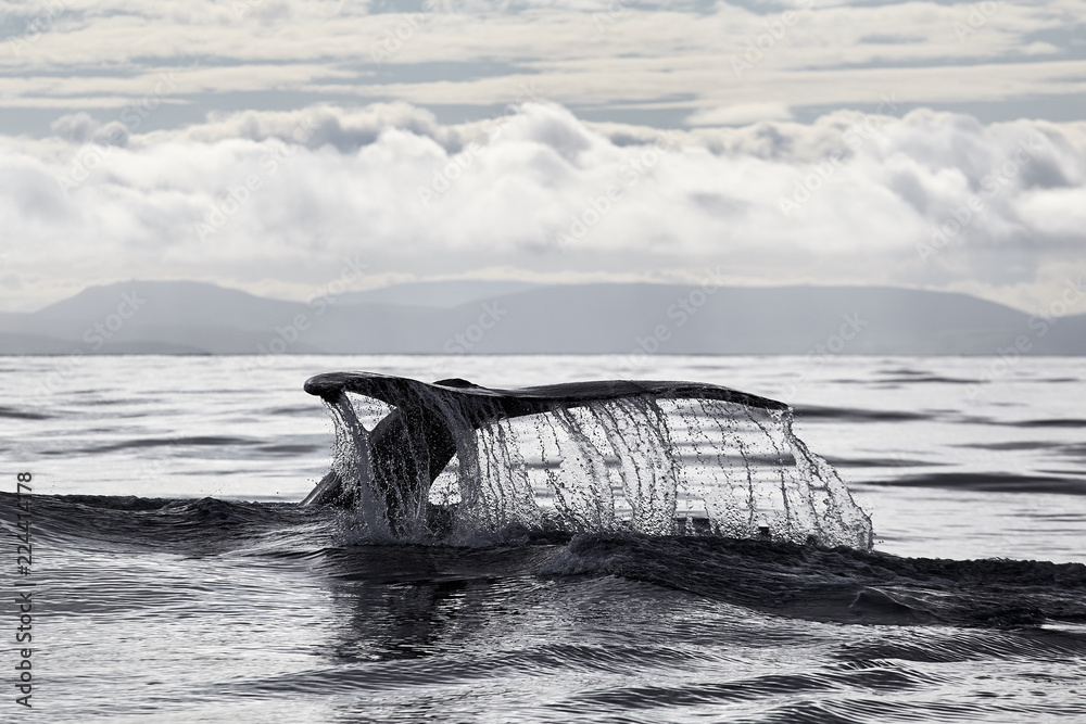 Obraz premium Ogon kaszalota, Ocean Atlantycki, Islandia, Husavik. Safari wielorybów