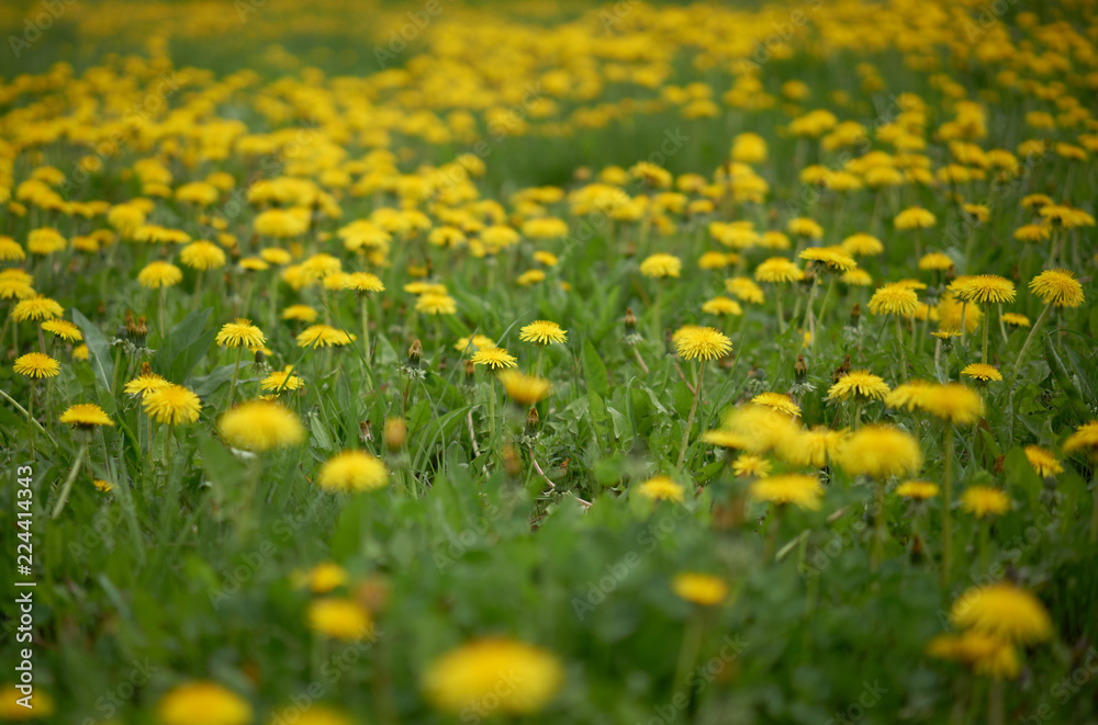 Yellow dandelion flowers blossomed on a warm spring day. Yellow dandelion flowers blossomed on a warm spring day.
