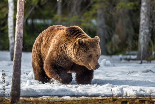 Wild Adult Brown Bear on the snow in early spring forest. Scientific name: Ursus arctos.