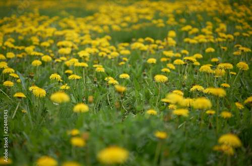 Yellow dandelion flowers blossomed on a warm spring day. © arthurkochiev
