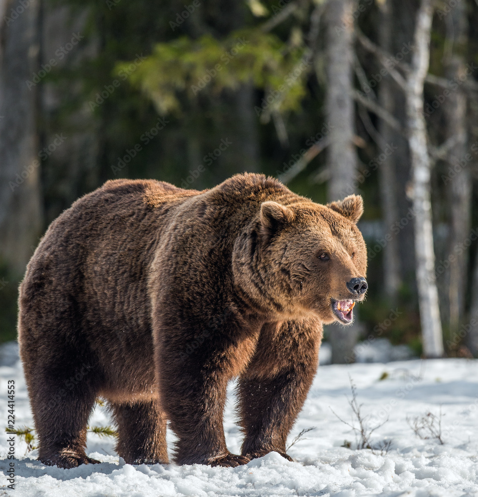 Wild Adult Brown Bear on the snow in early spring forest. Scientific name: Ursus arctos. Wild Adult Brown Bear on the snow in early spring forest. Scientific name: Ursus arctos.