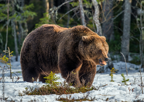 Wild Adult Brown Bear on the snow in early spring forest. Scientific name: Ursus arctos.