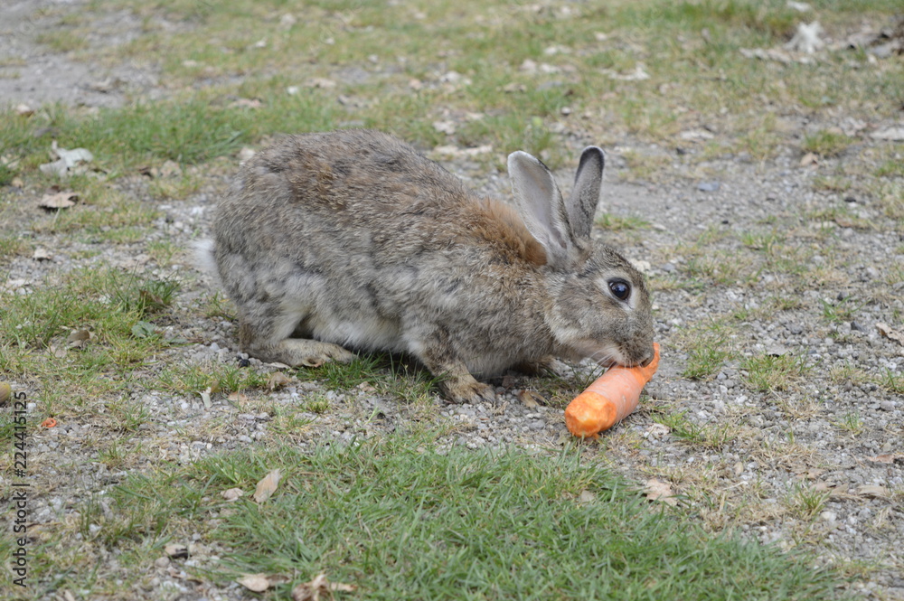 Fototapeta premium Gray-haired rabbit chewing large carrot