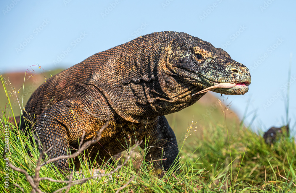 Obraz premium Close up Portrait of Komodo dragon. Dragon sniffs the air with his forked tongue.In natural habitat. Scientific name: Varanus komodoensis. Natural background is Landscape of Island Rinca. Indonesia