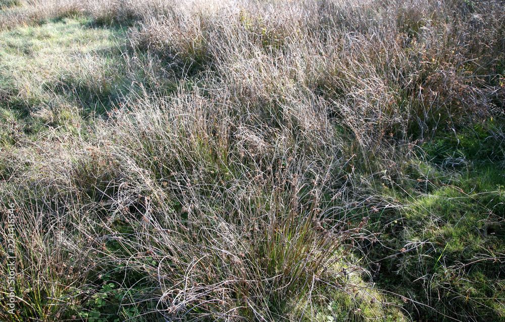 The meadow grass dries up in autumn.
