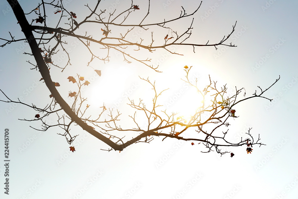 silhouette branch of tree falling leaves in fall or autumn season with sun light nature background