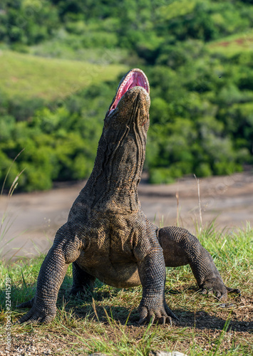 Komodo dragon rise the head and open mouth.  Natural habitat. Scientific name  Varanus komodoensis. Natural background is Landscape of Island Rinca. Indonesia.