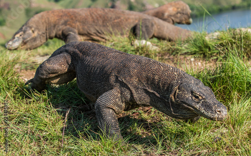 Komodo dragon in natural habitat. Scientific name  Varanus komodoensis. Natural background is Landscape of Island Rinca. Indonesia.