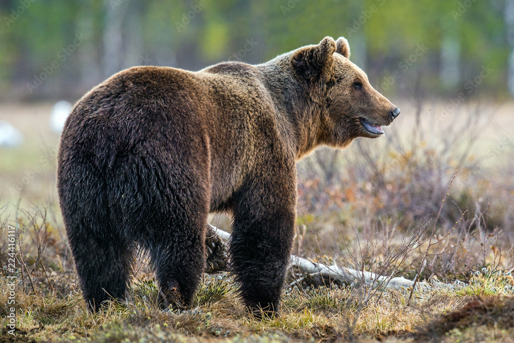 Wild Brown Bear on the bog in spring forest. Scientific name:  Ursus arctos.