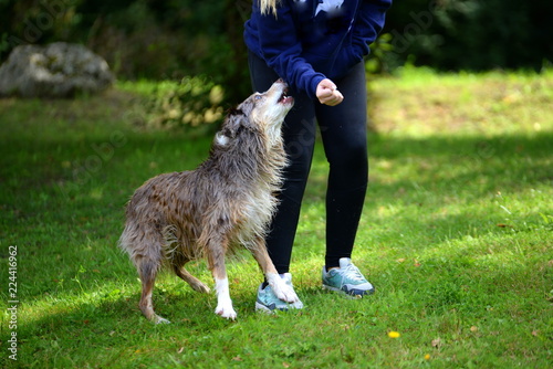 Fototapeta Naklejka Na Ścianę i Meble -  love your dog. Shepherd dog biting sporty Girl.