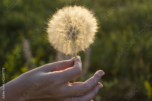 Fototapeta Naklejka Na Ścianę i Meble -  Large white dandelion flower in a female hand