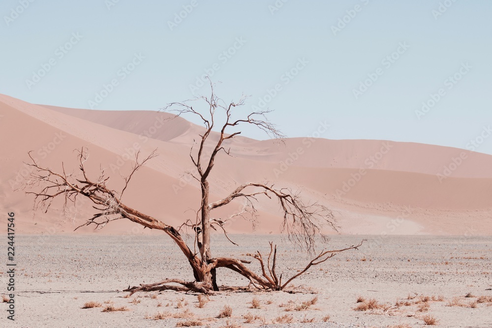 Vertrockneter Baum in der Wüste Vertrockneter Baum in der Wüste