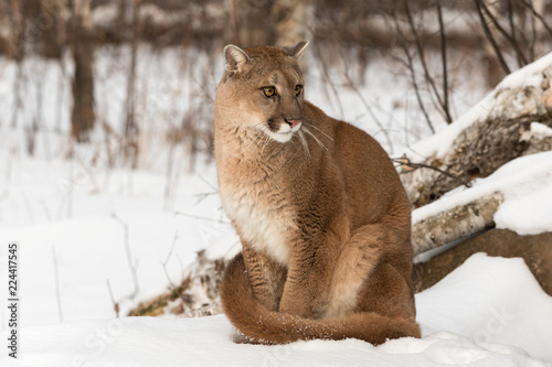 Adult Female Cougar (Puma concolor) Looks Right with Worried Expression