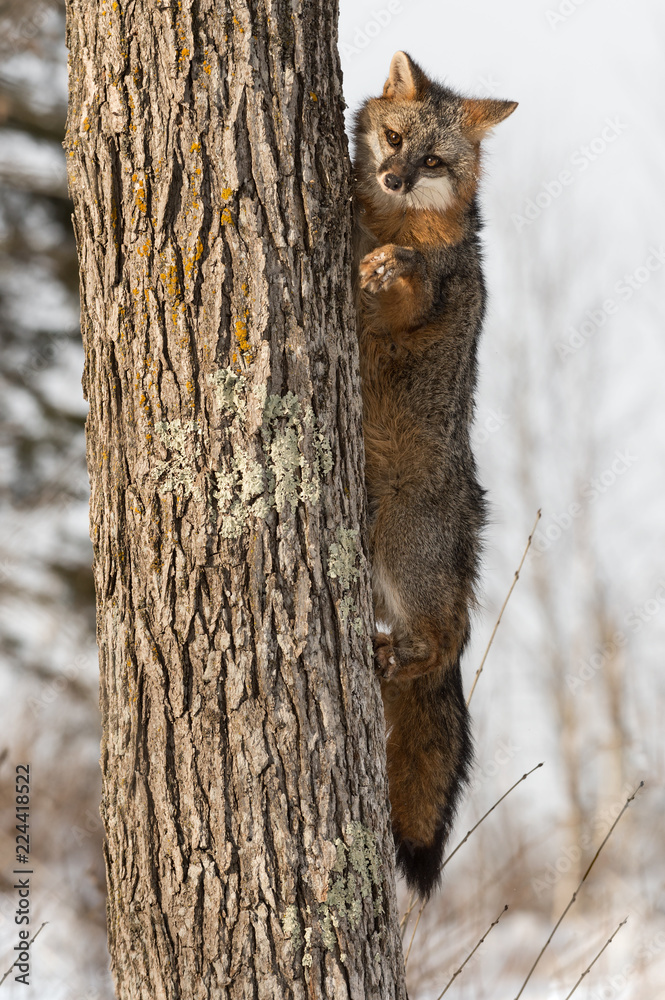 Grey Fox (Urocyon cinereoargenteus) Climbs Up Side of Tree Grey Fox (Urocyon cinereoargenteus) Climbs Up Side of Tree