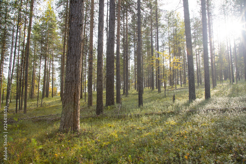 Landscape with pines and white moss Landscape with pines and white moss
