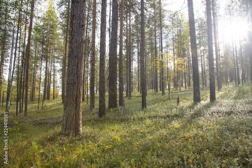 Fototapeta Naklejka Na Ścianę i Meble -  Landscape with pines and white moss