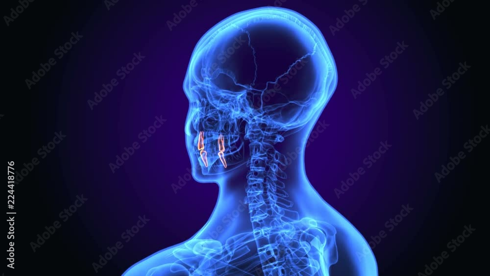 3D illustration of Anatomy Of The Mouth And Teeth Anatomy
3D illustration of Anatomy Of The Mouth And Teeth Anatomy