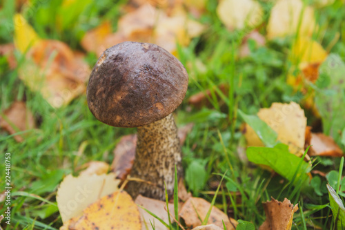 Mushroom boletus grows in the forest in early autumn