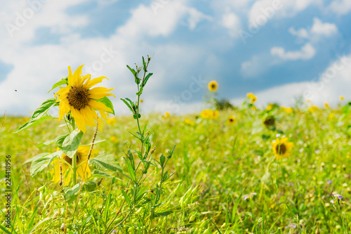 Fototapeta Naklejka Na Ścianę i Meble -  schönes Sonnenblumenfeld, natürlich