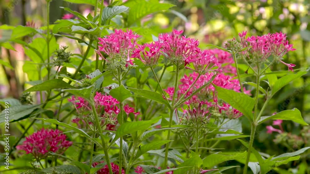 Pink Pentas Flowers in a Woodland Garden in Spring Pink Pentas Flowers in a Woodland Garden in Spring