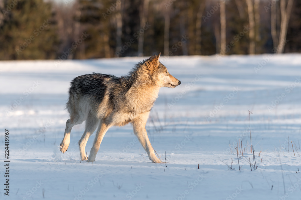Fototapeta premium Grey Wolf (Canis lupus) Makes Turn in Snowy Field