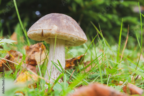 Mushroom boletus grows in the forest in early autumn