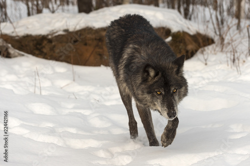Black Phase Grey Wolf (Canis lupus) Walks Forward Through Snow