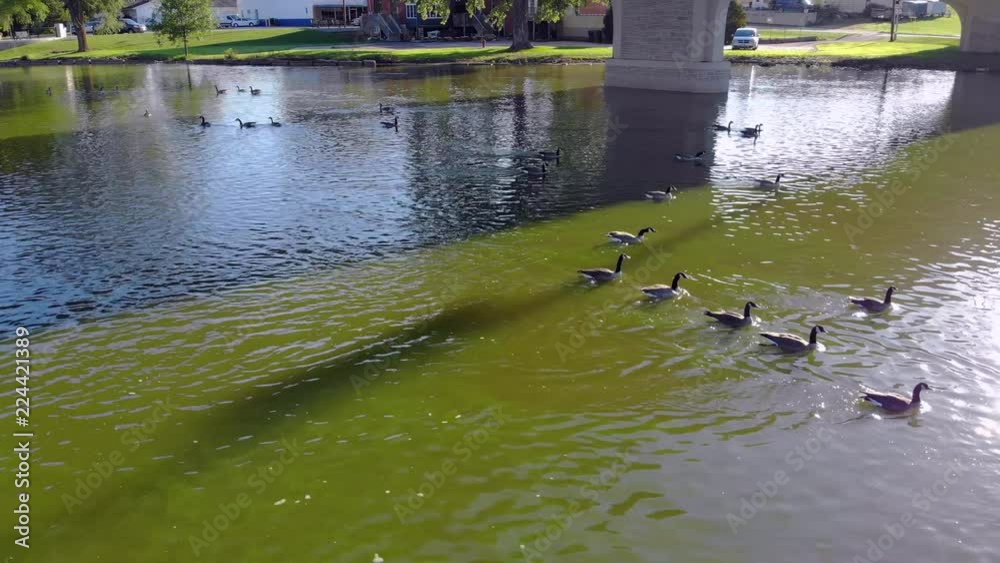 Canadian Geese swimming together on waters by bridge, aerial view.
Canadian Geese swimming together on waters by bridge, aerial view.