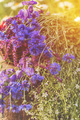 Beautiful summer background with blue flowers. Sunlight  sunset.