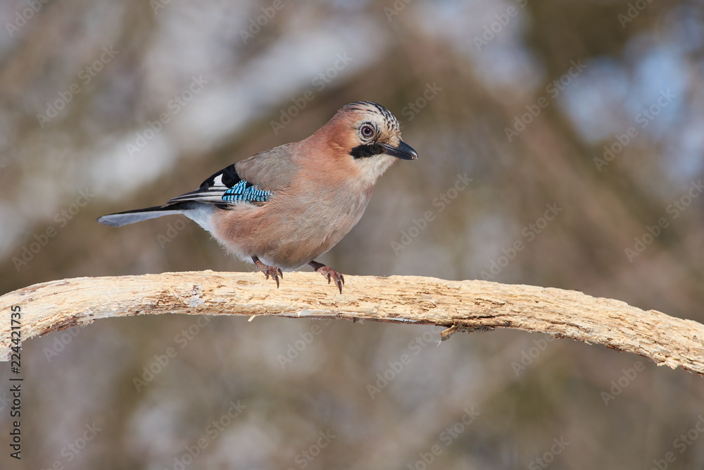 Eurasian jay posing, sitting on a branch, in the forest. Eurasian jay posing, sitting on a branch, in the forest.