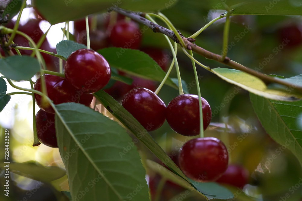 Red cherries are ripe in the summer. Red cherries are ripe in the summer.